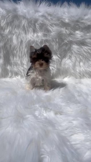 Tiny chocolate parti male yorkie in Las Vegas, Nevada