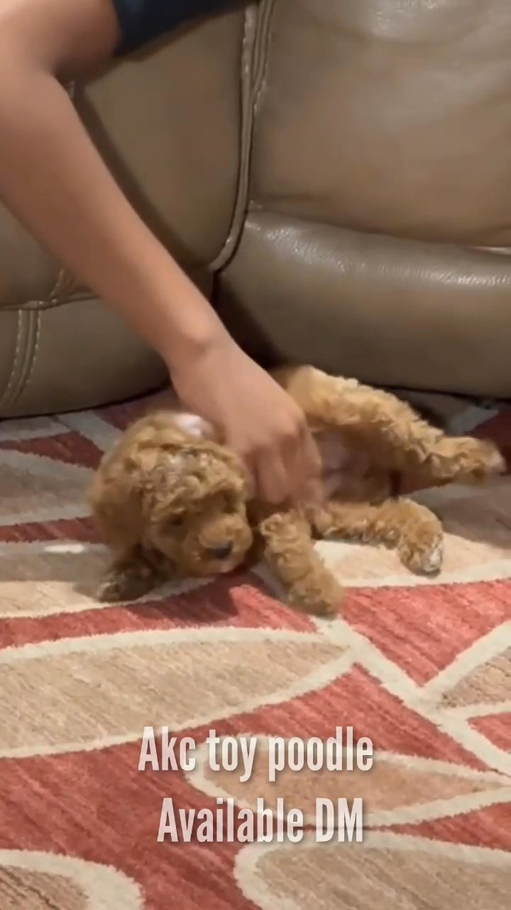 Beautiful toy poodle in Fort Lauderdale, Florida