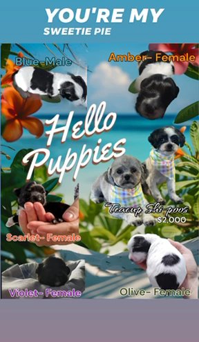 Shi-Poo Puppies in Post Falls, Idaho