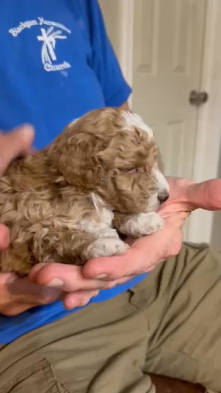 Mini Goldendoodles in Tulsa, Oklahoma
