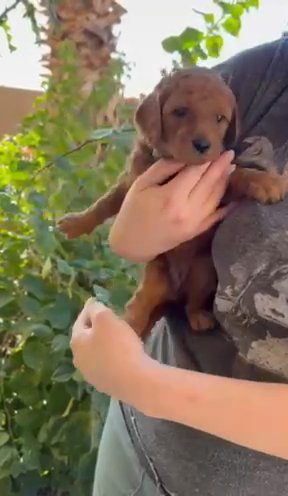 Female Red Standard Poodle Puppy in Phoenix, Arizona