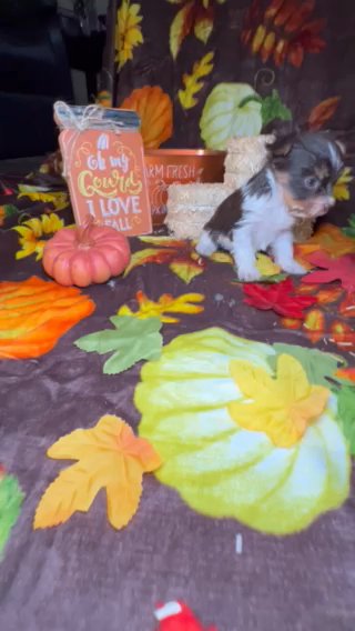 Teacup Chocolate Parti Male Yorkie in Las Vegas, Nevada
