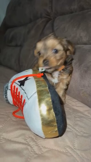 SABLE MALE “LIL RYDER” 5wks SOLD in Simpsonville, South Carolina