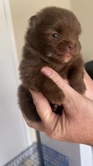 Chocolate Toy Pom in Wilmington, North Carolina
