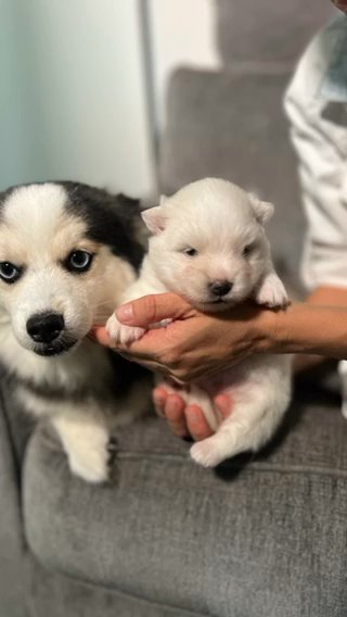 Pomsky in Orlando, Florida