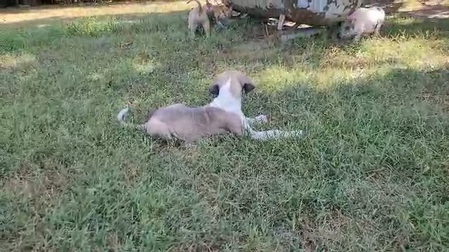 Greatly REDUCED Great Dane in Sikeston, Missouri