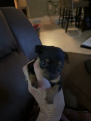 Mini Female in Hollywood, Florida
