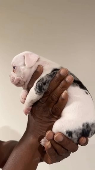 French Bulldog in Phoenix, Arizona