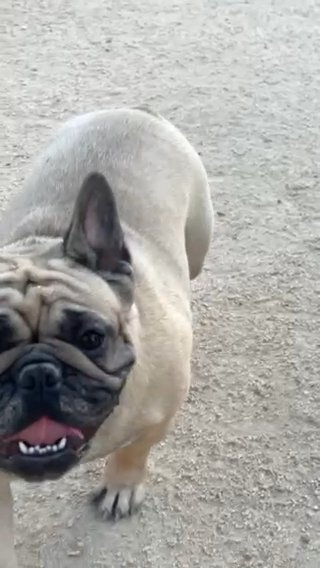 AKC adult Frenchie Female in Victorville, California