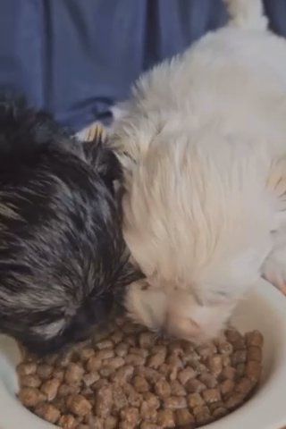 Cream Colored Male Maltese in St. Augustine, Florida