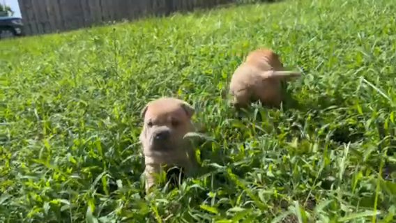 Male Sharpei (Jack Of trades) in Lehigh Acres, Florida