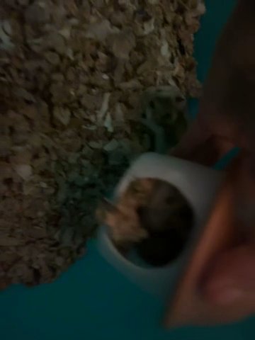 Hamsters For Sale in Jefferson, Georgia