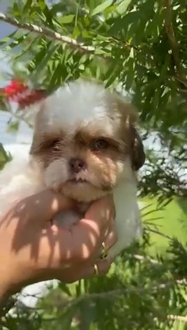 Handsome Male Shih Tzu in Winter Haven, Florida