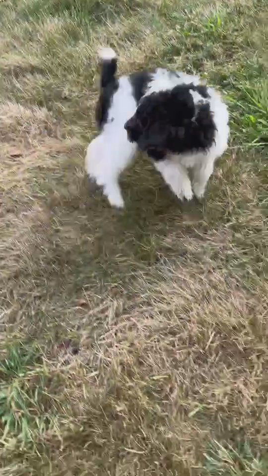 Akc mini poodle Nala in South Bend, Indiana