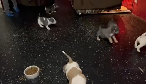 Pocket Bullies in Milwaukee, Wisconsin