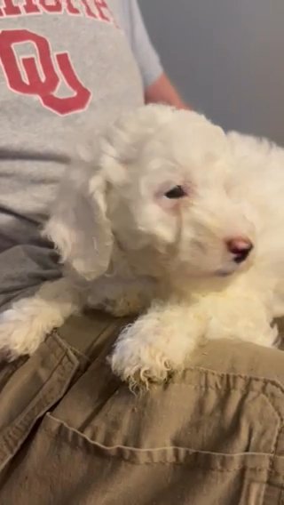 Micro Mini Goldendoodle in Tulsa, Oklahoma