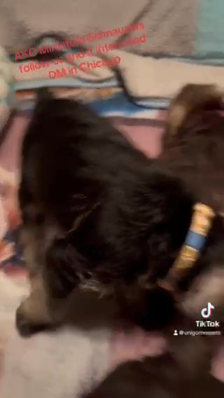 SALE  Miniature Schnauzers ready To Go in Chicago, Illinois