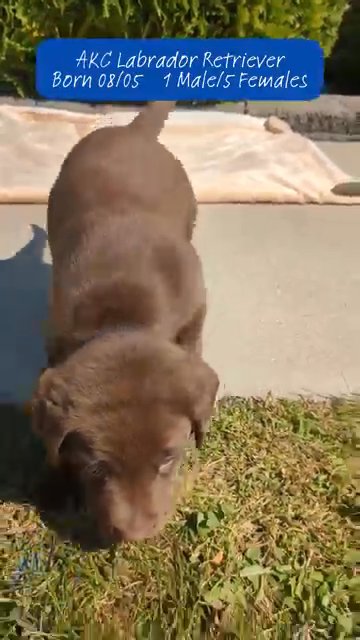 AKC Chocolate Lab Pups (Born 08/05) 4 Females in Goshen, Indiana