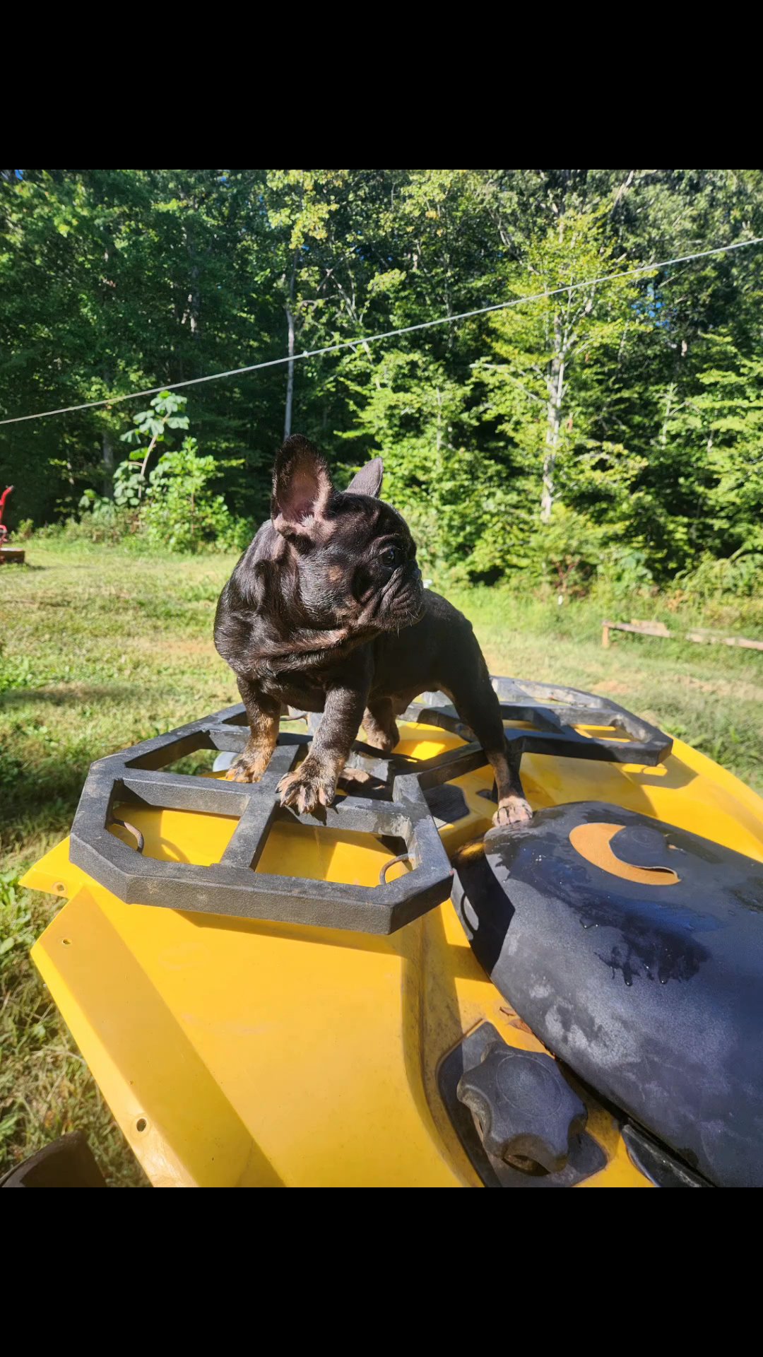 Akc French Bulldog fluffy carrier in Lynchburg, Virginia