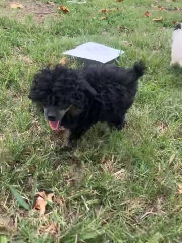 AKC Toy Poodle Roxanne in Chico, California