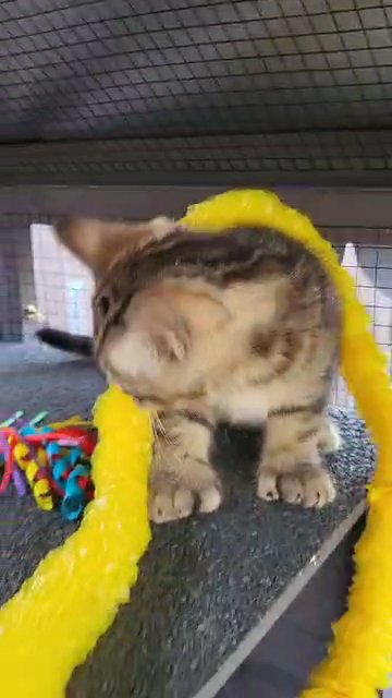 Last Female Polydactyl Scottish Straight! in Spokane, Washington