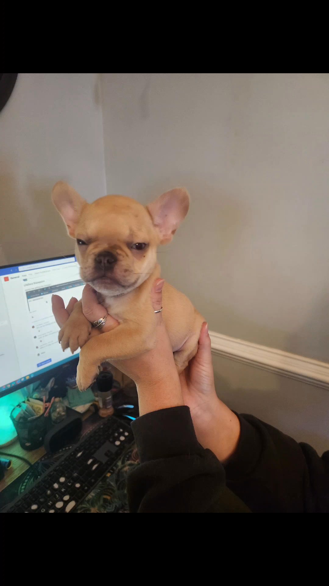 AKC Creme French Bulldog Male in Lynchburg, Virginia