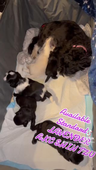 Dakota And Babies in Sacramento, California