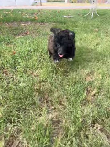 AKC Toy Poodle Ana in Chico, California