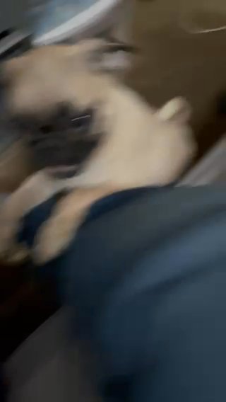 3 Month Male Pug in Los Angeles, California