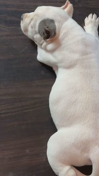 3 Month Old K2 son in Rockford, Illinois