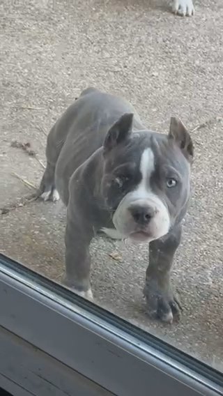 3 month Old K2 son in Rockford, Illinois