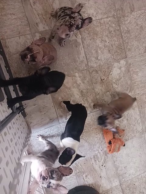 frenchie pups in Binghamton, New York
