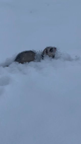 2 Male Ferrets in Martinsburg, West Virginia