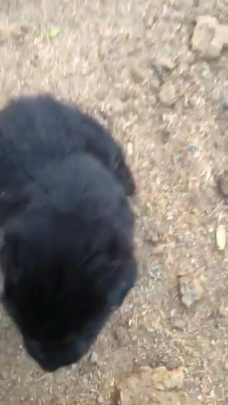 Pure Breed German Shepherds Almost  Ready For His Forever Home in Sierra Vista Southeast, Arizona