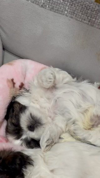 Stormi shihtzu **sold*** in Orlando, Florida