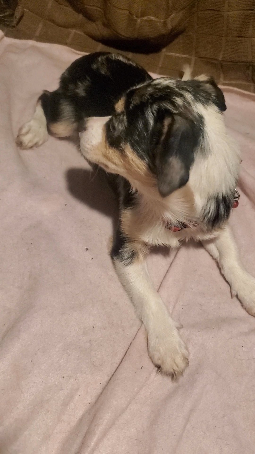$1250 4mnth MALE CHIHUAHUA in New York City, New York