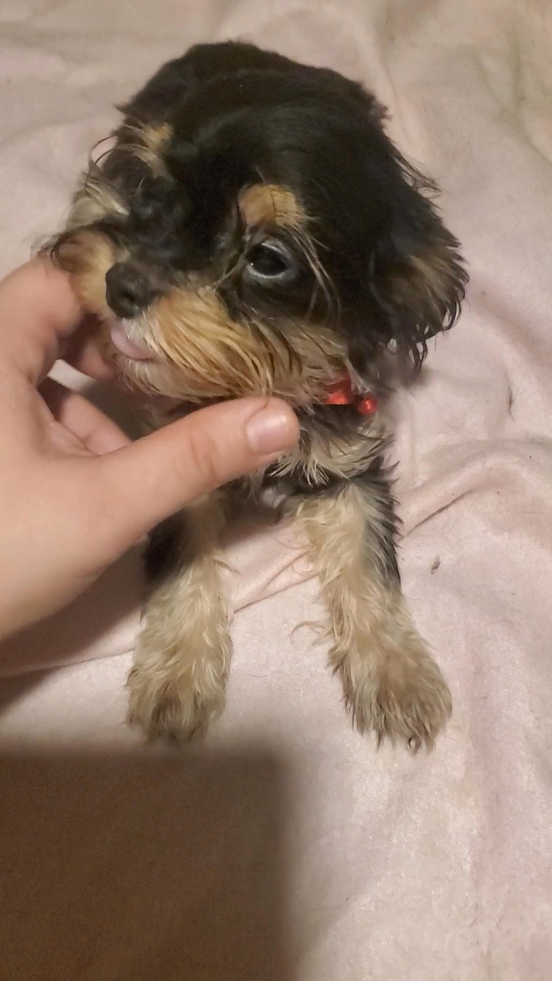 $1300 TEACUP CHI-POO BOY in New York City, New York