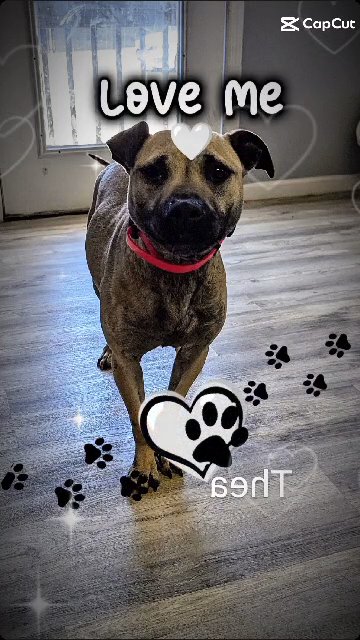 Thea in Knoxville, Tennessee