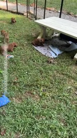 Redbone Coonhound Puppies Ellijay,Ga in Dalton, Georgia