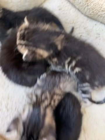 5 Kittens For available in Sacramento, California