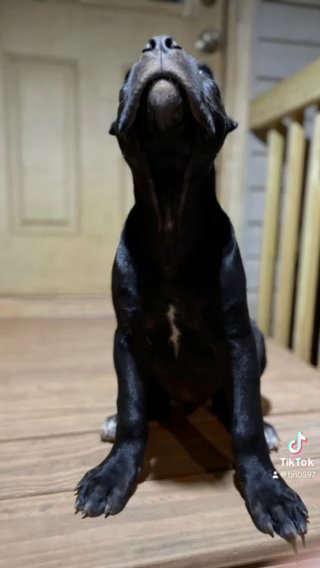 Female Cane Corso in Gainesville, Georgia