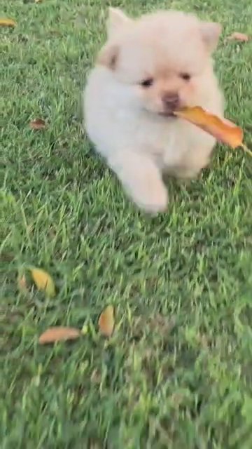 Pomeranian puppy in Clovis, California