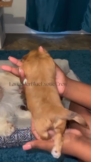 Male Liver Shih Tzu in Olive Branch, Mississippi