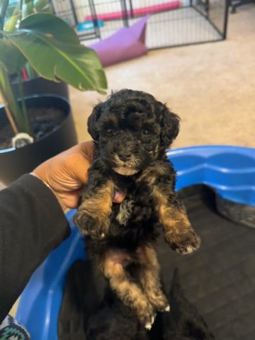 North Carolina/ Toy Poodles in Wilson, North Carolina