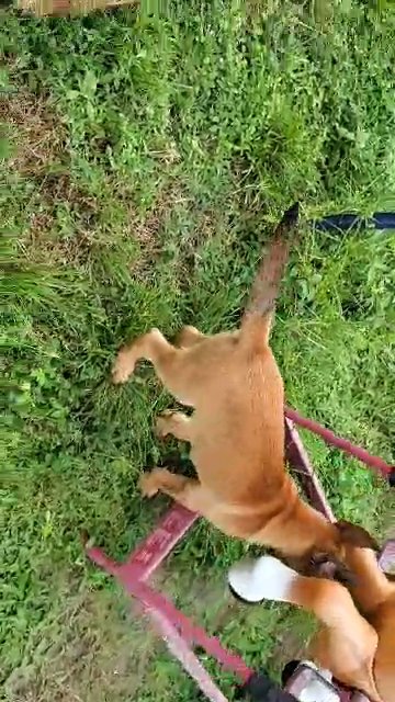 Belgian malinois puppies in Naples, Florida