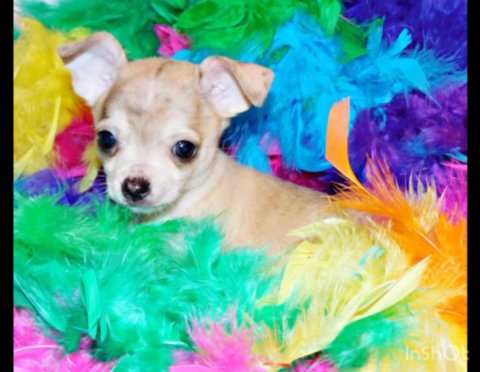 Meet Ringo: The Adorable Fawn Merle Pup with Ever-Darkening Markings and a Multicolored Nose in Orlando, Florida