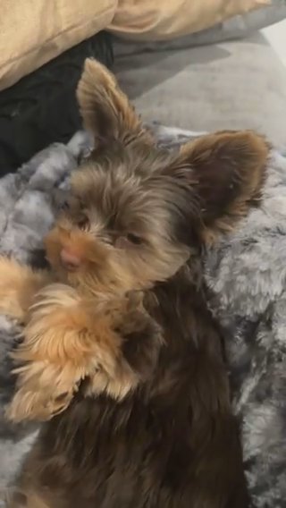 Chocolate Yorkie in San Diego, California