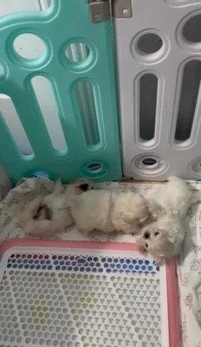 Pekingese Puppies in Granbury, Texas
