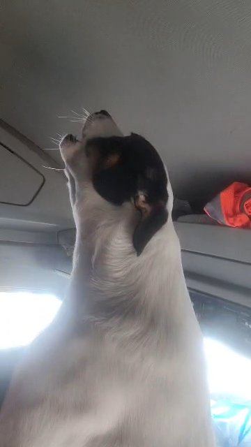 Silly Scrappy in Springfield, Missouri