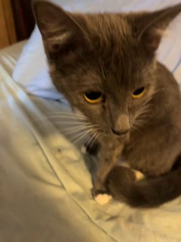 Trying To Rehome Some Cats / Kittens!! in Taylors, South Carolina